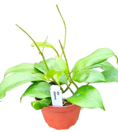 Quinquenervia